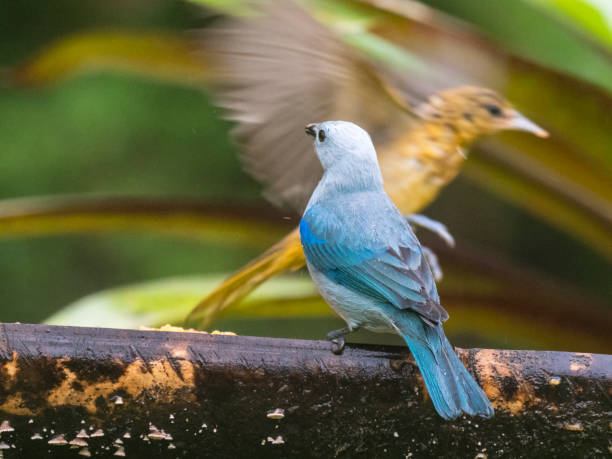 istock Blue-gray Tanager and Bullock's Oriole at bird feeder 1364485019