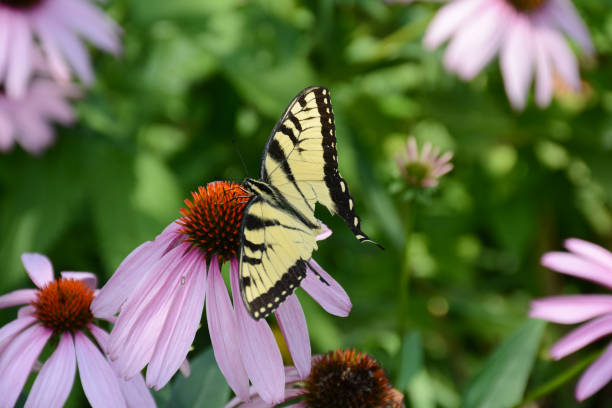 istock Tiger Swallowtail On Purple Coneflower 1364485655