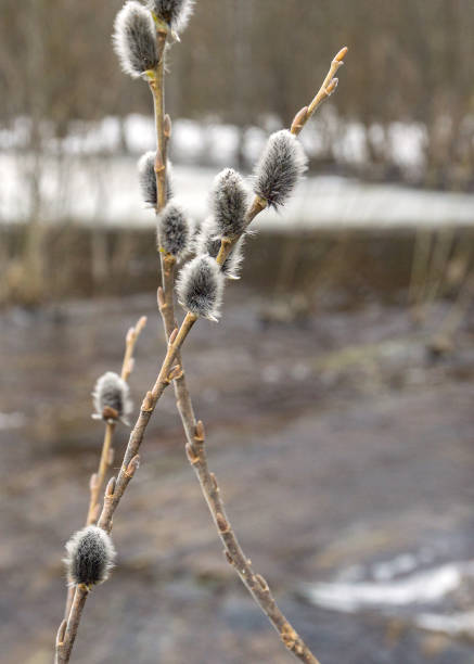 Willow tree branch.