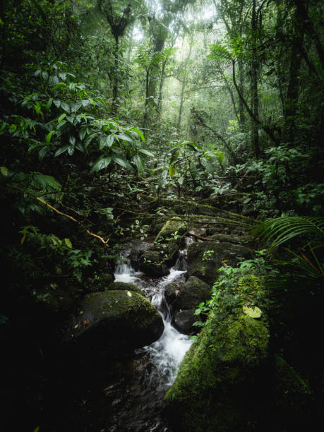 istock Brook in Monteverde Cloud Forest Biological Reserve 1364485991