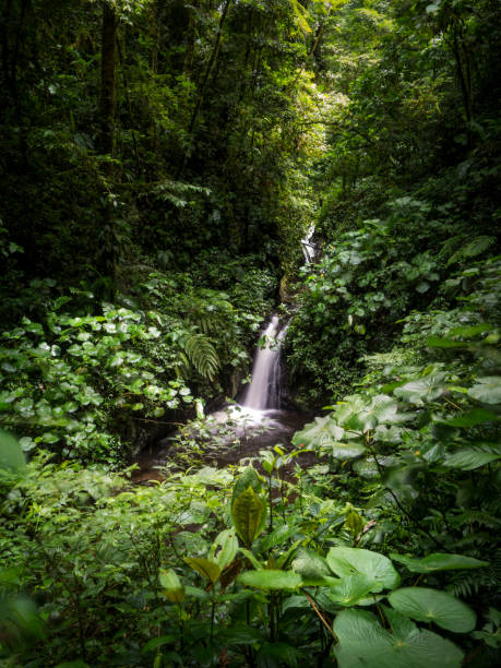 Waterfall in Monteverde Cloud Forest Biological Reserve stock photo