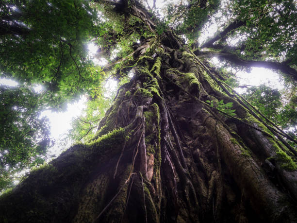 A canopy tree with mosses, climbing ferns, lichens, and epiphytes on its trunk and branches in the Monteverde Cloud Forest Biological Reserve straddling the Continental Divide in the Tilarán Mountain range in Costa Rica.