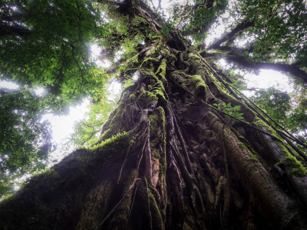 canopy tree in monteverde cloud forest biological reserve - monteverde cloud forest imagens e fotografias de stock