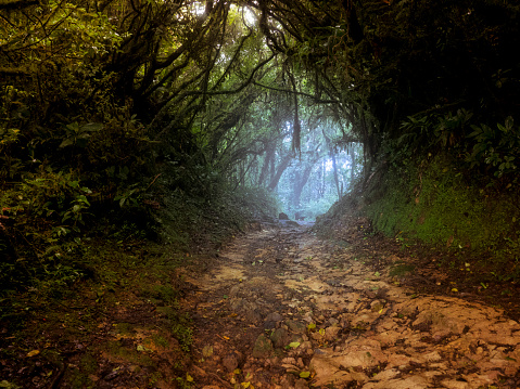 Footpath in a misty cloud forest near Monteverde in Costa Rica.