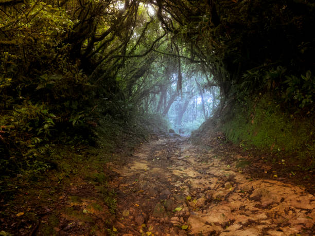 Footpath in misty cloud forest in Costa Rica stock photo
