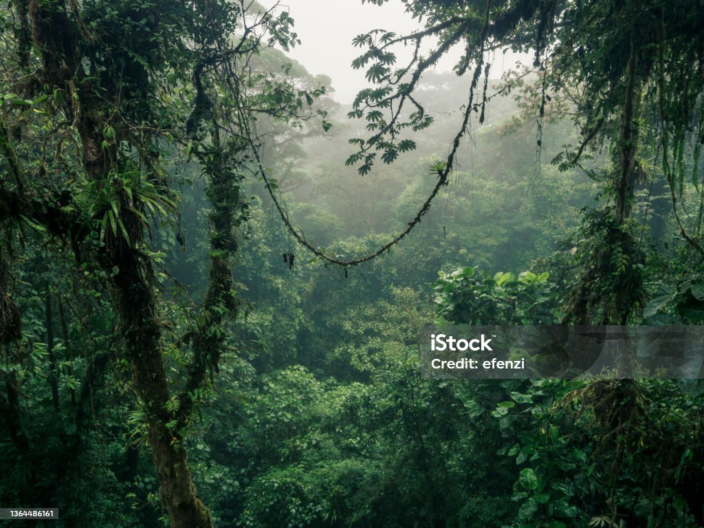 Misty cloud forest in Costa Rica Cloud forest near Monteverde in Costa Rica on a rainy day. Rainforest Stock Photo
