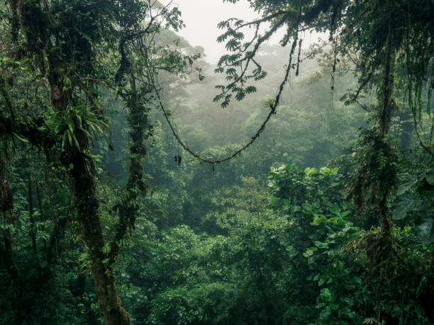 Misty cloud forest in Costa Rica Cloud forest near Monteverde in Costa Rica on a rainy day. liana stock pictures, royalty-free photos & images