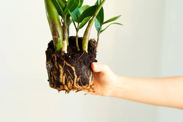 istock Hobby for growing and caring for home flowers 1364486871