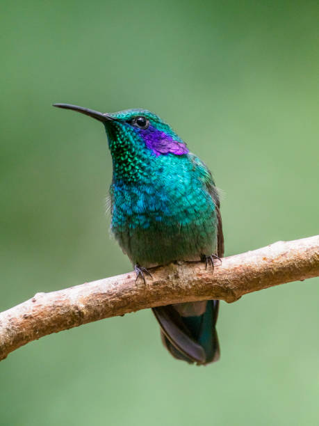 istock Lesser violetear hummingbird perching on twig 1364487169