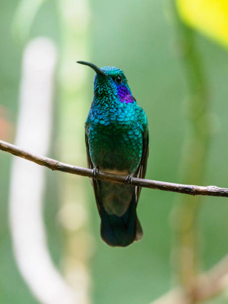 istock Lesser violetear hummingbird perching on twig 1364487174