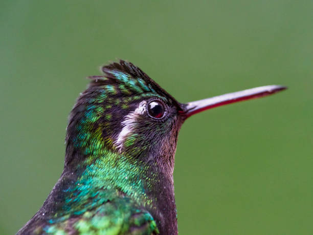 istock Purple-throated Mountain Gem Hummingbird 1364487193