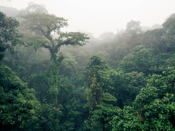 istock View over trees in misty cloud forest near Monteverde in Costa Rica 1364487890