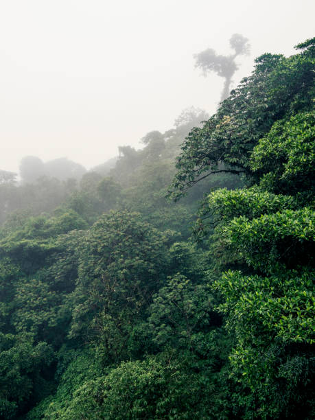 istock View over trees in misty cloud forest near Monteverde in Costa Rica 1364487906