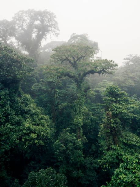 istock View over trees in misty cloud forest near Monteverde in Costa Rica 1364487911