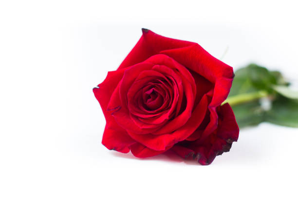 istock Cute Red rose isolated on white background. 1364487912