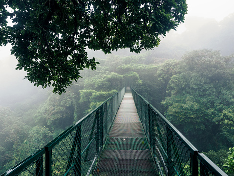 A hanging bridge over the canopy of trees in the cloud forest near Monteverde in Costa Rica on a rainy day.