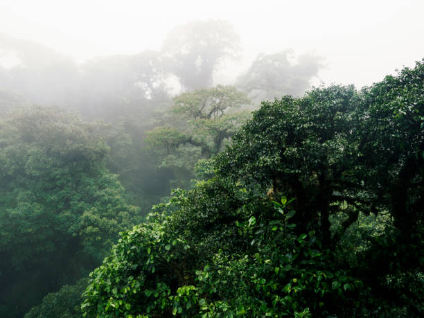 istock Cloud forest in rain, Monteverde, Costa Rica 1364487929