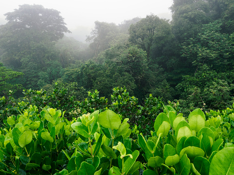 A view over canopy of trees of cloud forest in rain near Monteverde in Costa Rica.
