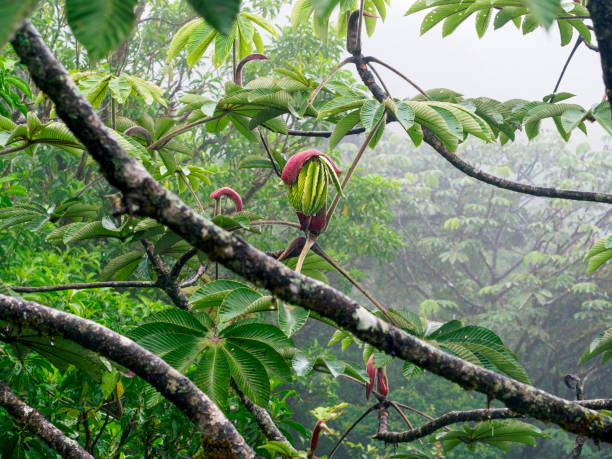 Trumpet tree in Monteverde Cloud Forest stock photo