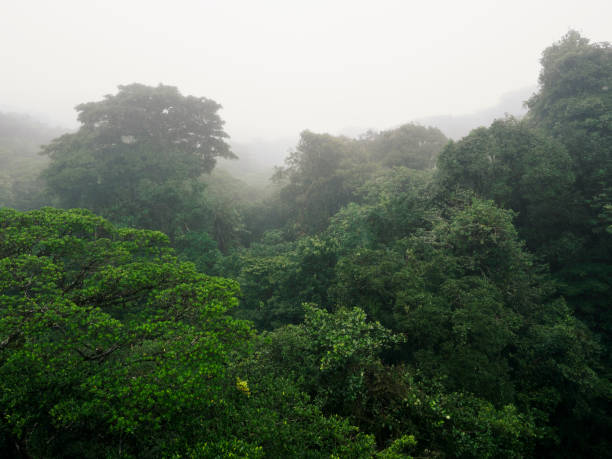 istock Cloud forest in rain, Monteverde, Costa Rica 1364487996