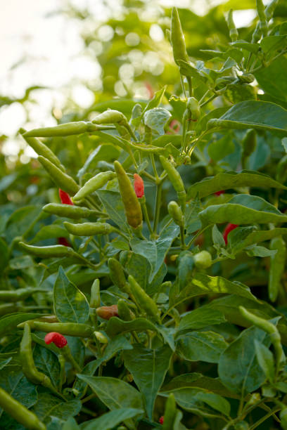 istock Hot chilli pepper on tree in the vegetable garden 1364491294