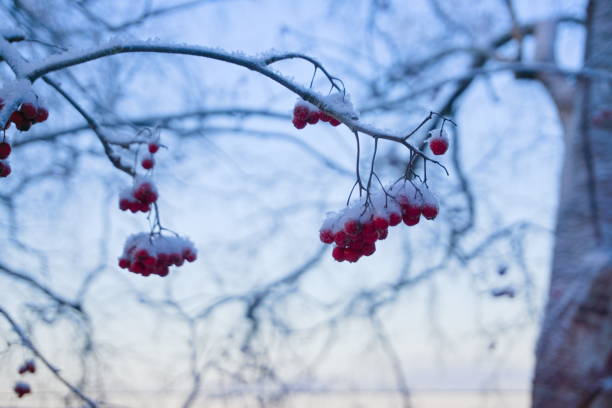 Red berries hanging from a tree in the winter covered in snow.