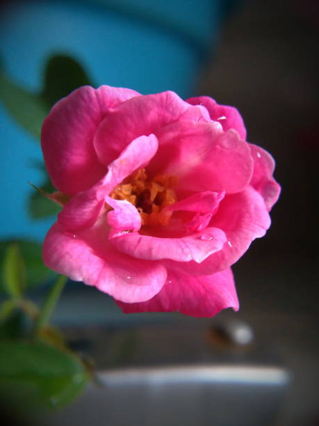 istock Pink rose flowers 1364492387