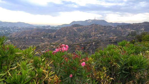 vue panoramique sur les collines d’hollywood entourées par les montagnes. - hollywood california skyline city of los angeles panoramic photos et images de collection