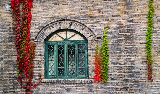 red vines on the house in autumn