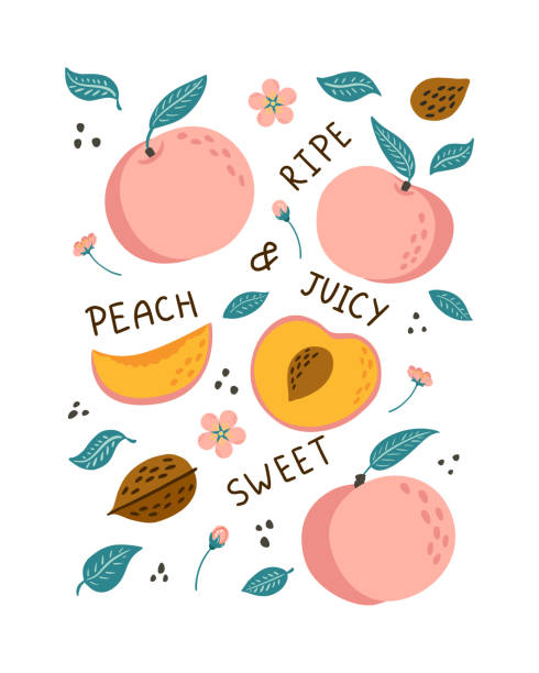 Hand Drawn Peaches Poster. Doodle style fruits, leaves and blossoms with lettering illustration for banner, background, menu, market label, food package design and decoration, print, sticker Hand Drawn Peaches Poster. Doodle style fruits, leaves and blossoms with lettering illustration for banner, background, menu, market label, food package design and decoration, sticker, print peach stock illustrations