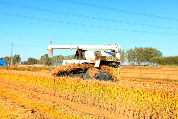 Harvester machine is harvesting ripe rice