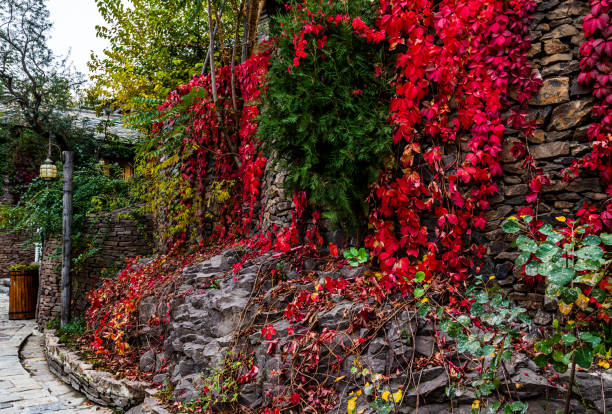 red vines on the house in autumn