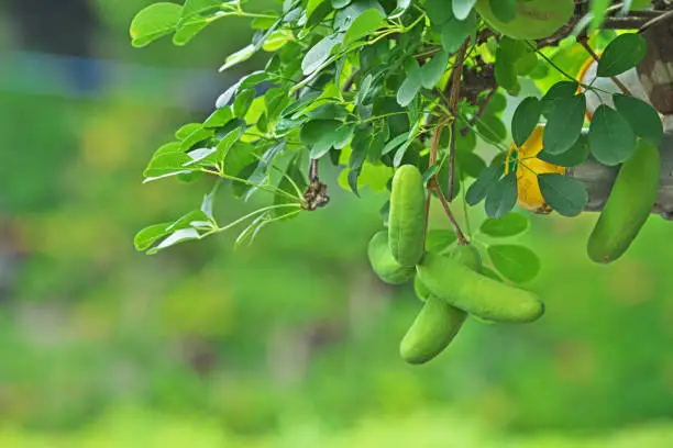 Akebia quinata
Akebi Fruit