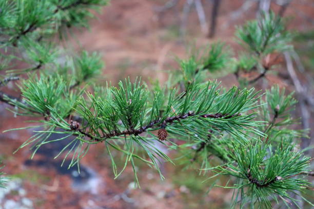 Wolf Rock Trail in Stone Mountain State Park, NC.