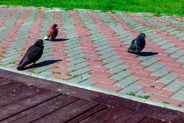 Pigeons standing on the pavement . City birds on the sidewalk