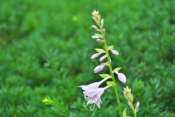 Flower of the HostaGibosi
