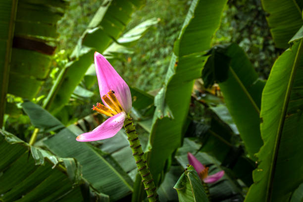 flor de musa ornata rosada o plátano en flor - banana plantation green tree fotografías e imágenes de stock