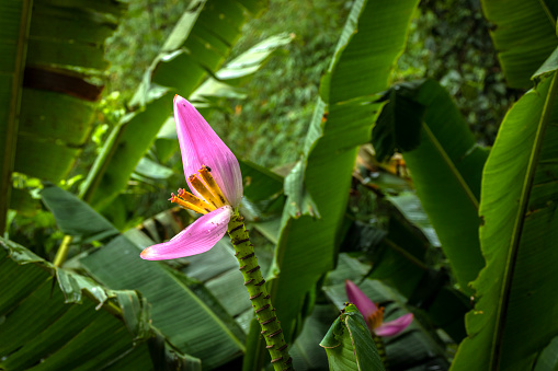 Flower of pink musa ornata or flowering banana in Brazil.