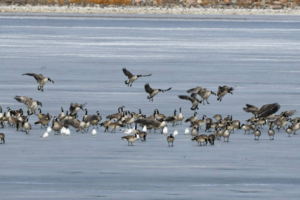 istock Canada geese in flight landing on frozen lake 1364511570