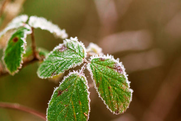 frost laden winter foglie - leaf defocused dew focus on foreground foto e immagini stock