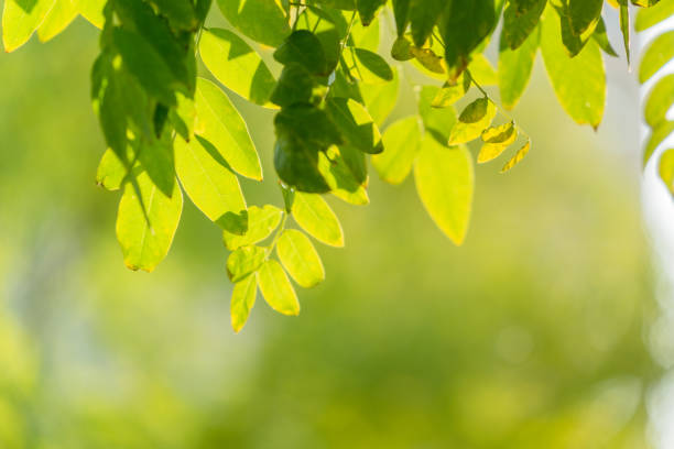 istock beautiful golden leaves in public park 1364514191