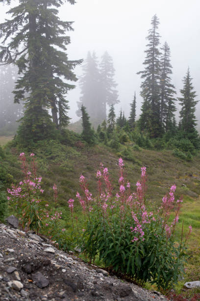 цветы в тумане вдоль тропы artist ridge trail в зоне отдыха mt baker wildness - north cascades national park pacific northwest flower cascade range стоковые фото и изображения