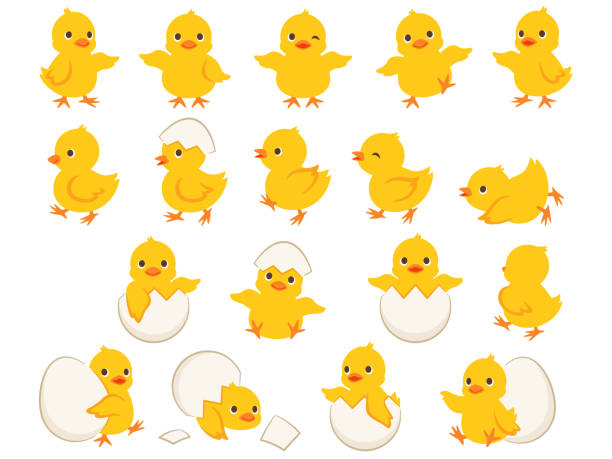 illustration satz von küken in verschiedenen posen - hühnerküken stock-grafiken, -clipart, -cartoons und -symbole