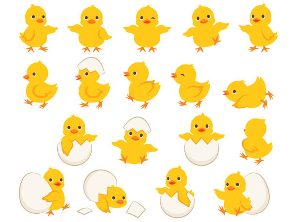 Illustration set of chicks in various poses Illustration set of chicks in various poses and chicks born from eggs young bird stock illustrations