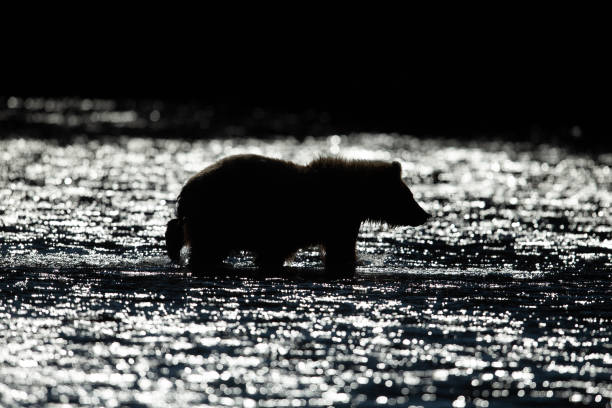 istock brown bear silhouette walking in a river as sunset 1364519378