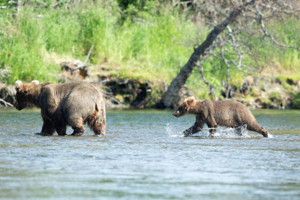 istock Sow Brown Bear and cub crossing a river 1364520086