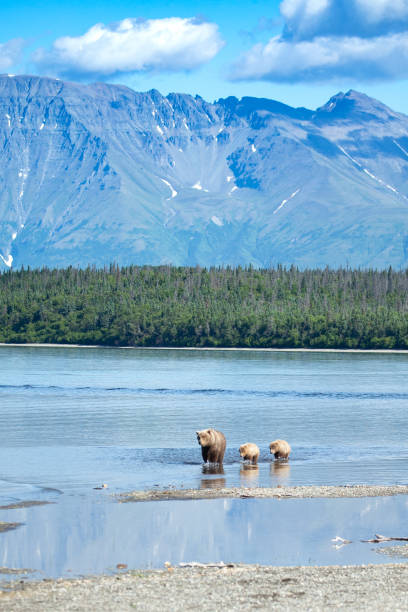istock Iconic Alaska bear photo 1364520364
