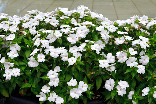 Sunpatiens is a hybrid of traditional impatiens, bred by the Japanese seed company Sakata. This relatively new hybrid of impatiens thrives in full sun and hot, humid weather, and blooms straight through from spring to autumn. The thicker petals and tough foliage are also less prone to disease.\nThis photo was taken in Ueno Park, Tokyo.