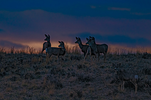 Deer herd on a hill top at dusk (sunset) in central Montana in western United States of America (USA).