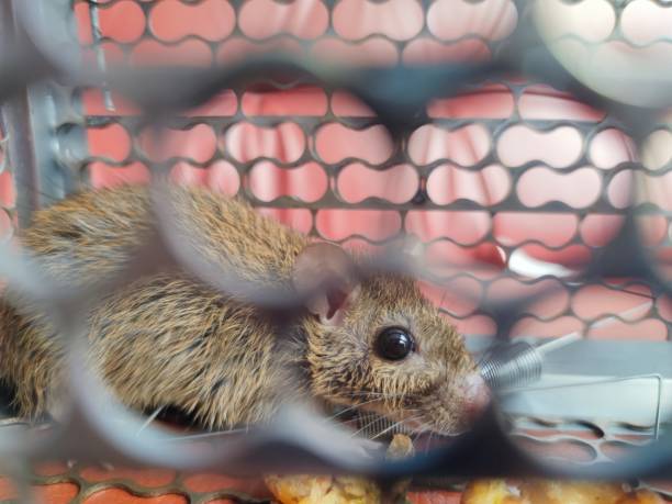 istock Rats are trapped in a cage that is a trap 1364521933